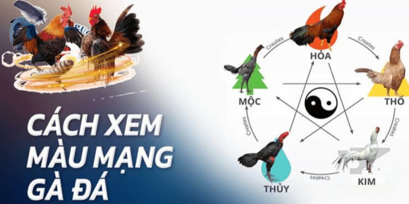 Màu mạng gà đá ngày hôm nay và cách xem chuẩn xác